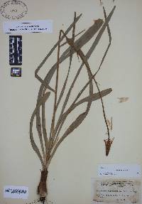 Amianthium muscitoxicum image