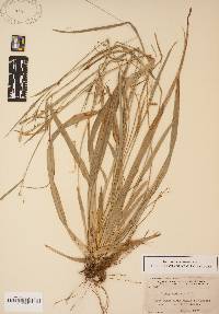 Carex striatula image