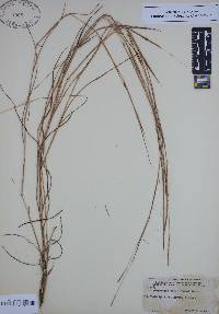 Schizachyrium tenerum image