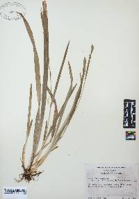 Carex laxiculmis image