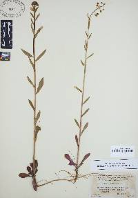 Borodinia canadensis image