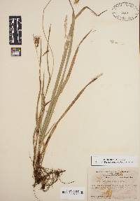 Carex oxylepis image