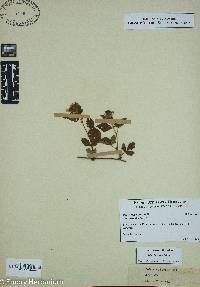 Rubus flagellaris image