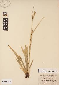 Carex striatula image