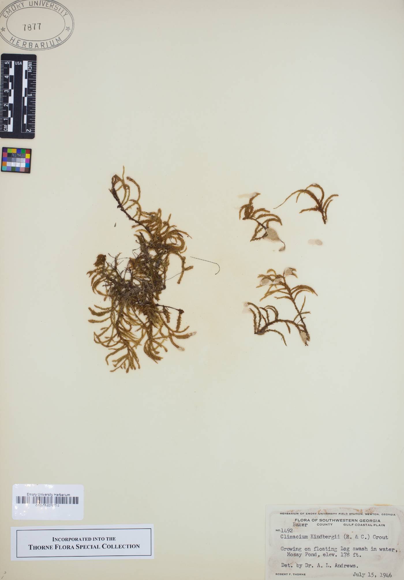 Climacium americanum image