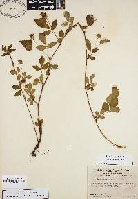 Rubus flagellaris image