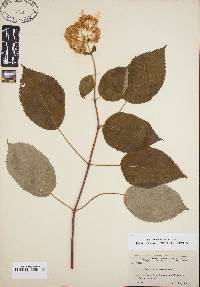 Image Associated With the Occurence