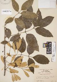 Fraxinus caroliniana image