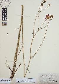 Coreopsis nudata image