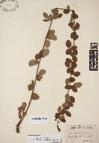 Desmodium ciliare image