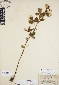 Rubus flagellaris image