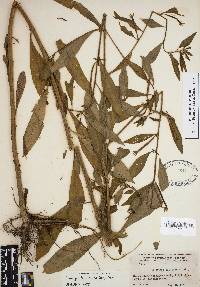 Ludwigia leptocarpa image