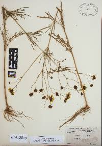 Coreopsis tinctoria image