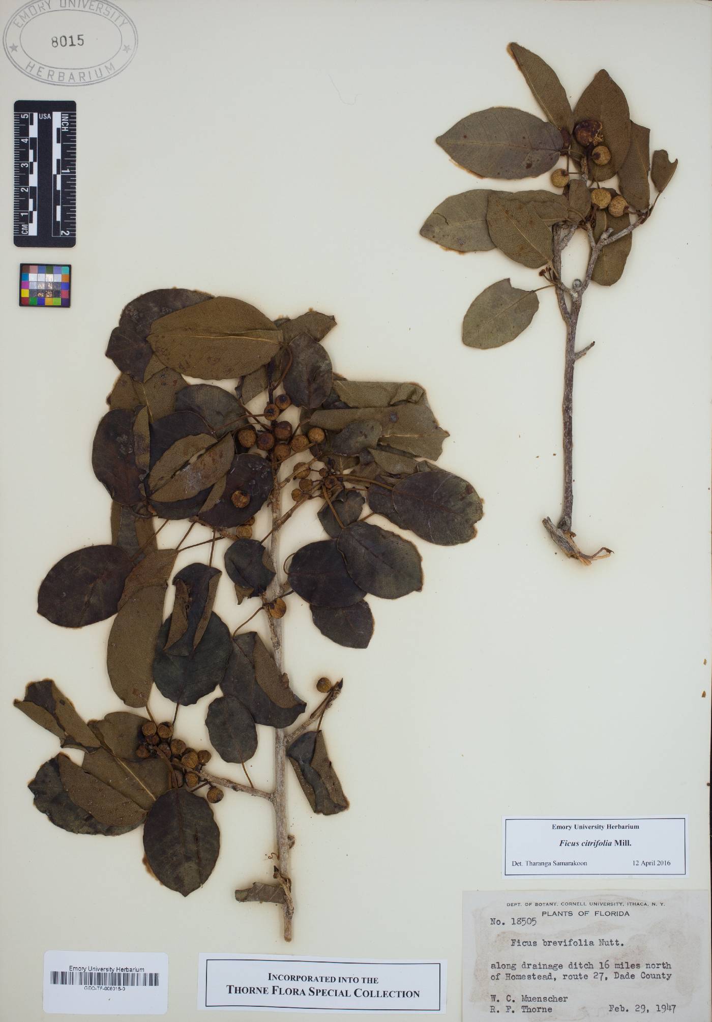 Ficus citrifolia image