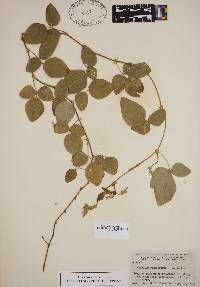 Desmodium ochroleucum image