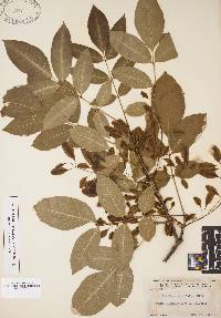 Fraxinus caroliniana image