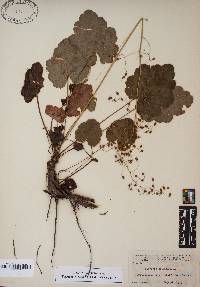 Heuchera americana image