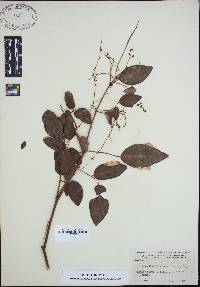 Desmodium laevigatum image