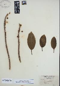 Ficus aurea image