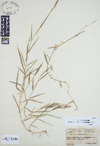 Leersia virginica image