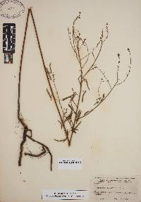 Desmodium tenuifolium image