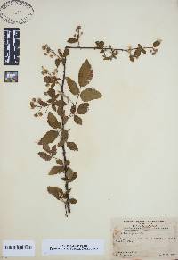 Rubus argutus image