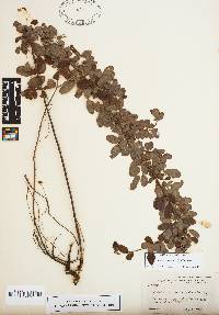 Lespedeza frutescens image