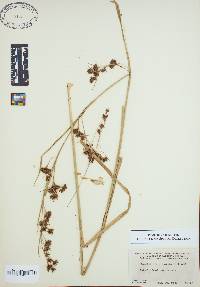 Rhynchospora glomerata image