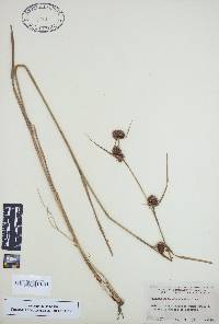 Rhynchospora cephalantha image