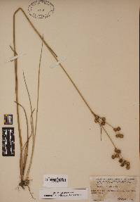 Juncus scirpoides image