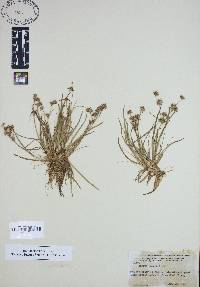 Juncus repens image