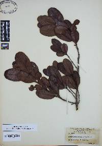 Laguncularia racemosa image