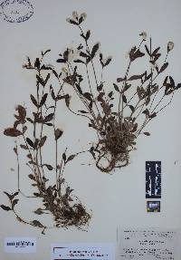 Stenaria nigricans image