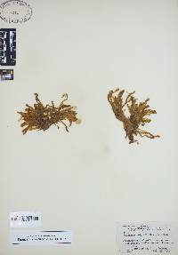 Image of Fissidens polypodioides