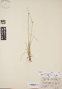 Rhynchospora fascicularis image