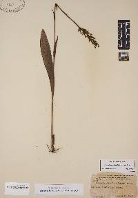 Platanthera clavellata image