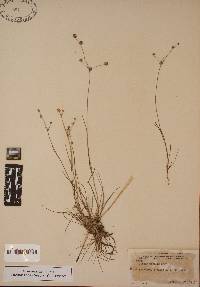 Juncus debilis image