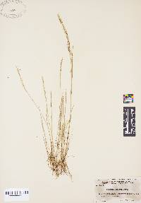 Festuca sciurea image