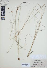 Rhynchospora gracilenta image