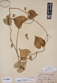 Ipomoea hederacea image