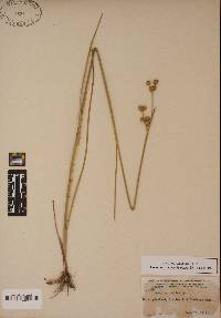 Juncus scirpoides image