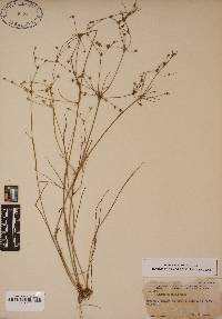 Juncus debilis image