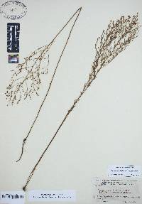 Lechea pulchella var. pulchella image