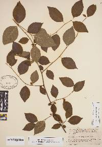 Ilex ambigua image