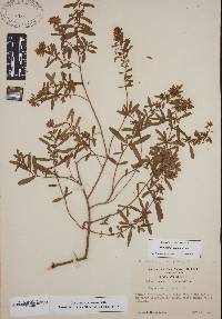 Hypericum galioides image