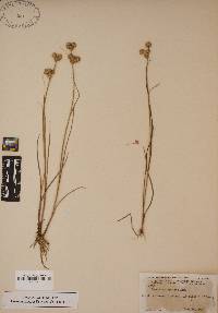 Juncus scirpoides image