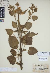 Leonotis nepetifolia image