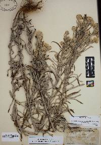 Pseudognaphalium obtusifolium subsp. obtusifolium image