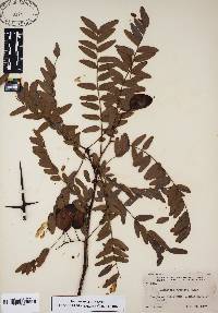 Gleditsia aquatica image