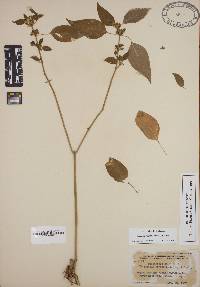 Yeatesia viridiflora image